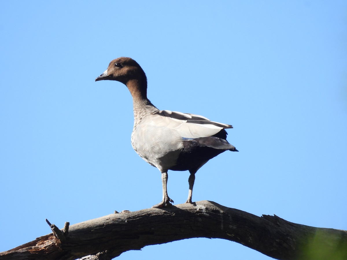 Canard à crinière - ML615064087