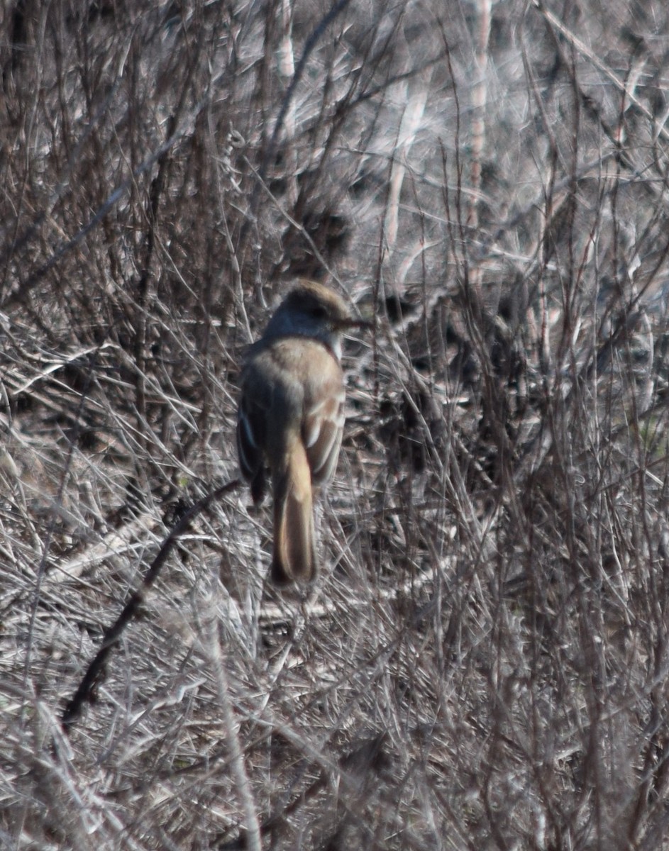 Ash-throated Flycatcher - Sheila Edwards