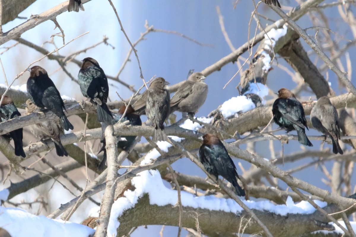 Brown-headed Cowbird - Karen Bonsell