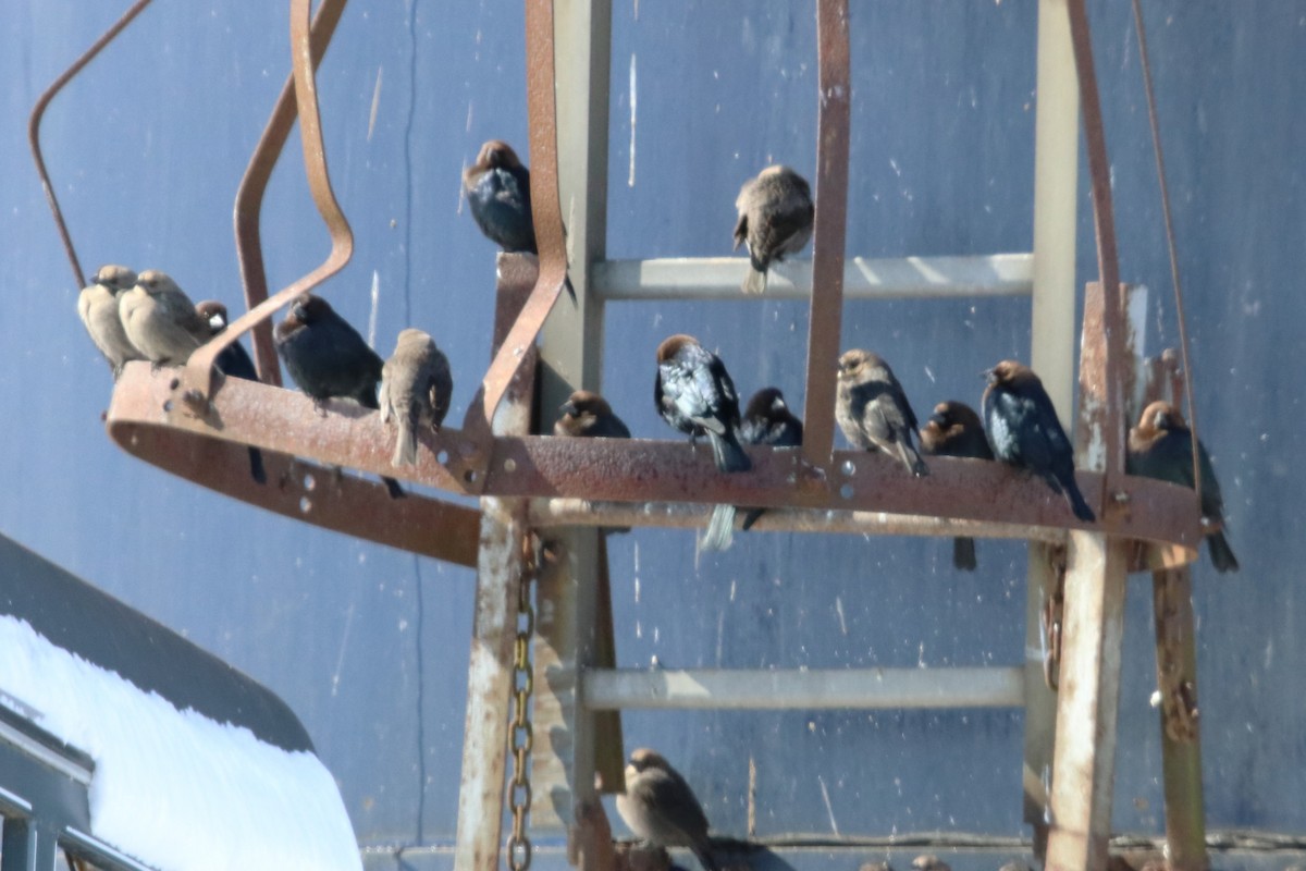 Brown-headed Cowbird - Karen Bonsell