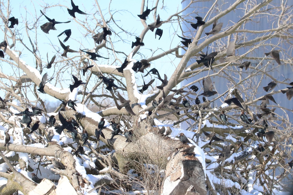 Brown-headed Cowbird - ML615064169