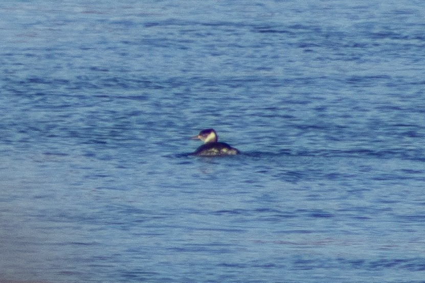 Red-necked Grebe - Sergio Leyva