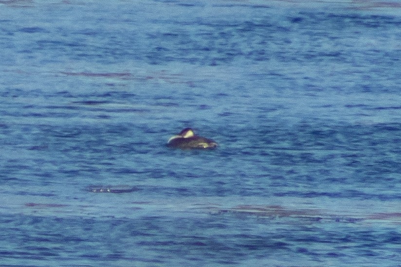 Red-necked Grebe - Sergio Leyva