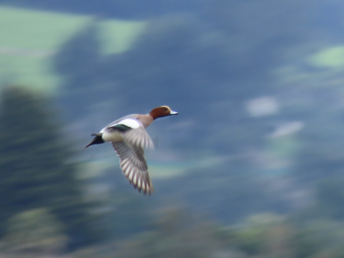 Eurasian Wigeon - ML615064221