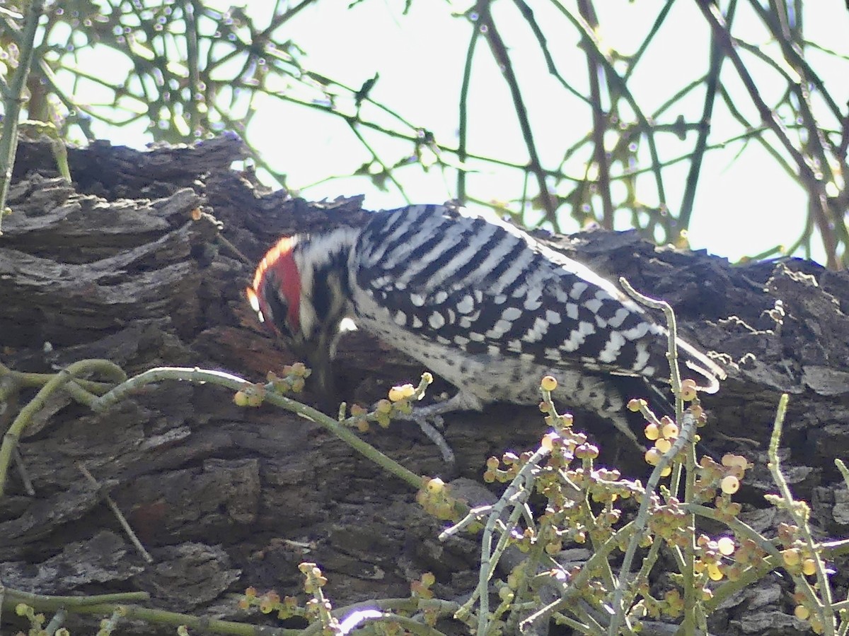 Ladder-backed Woodpecker - ML615064232