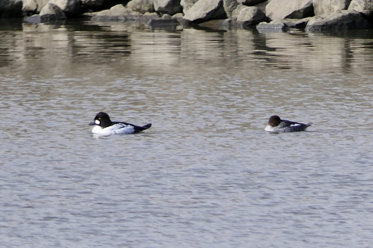 Common Goldeneye - ML615064358