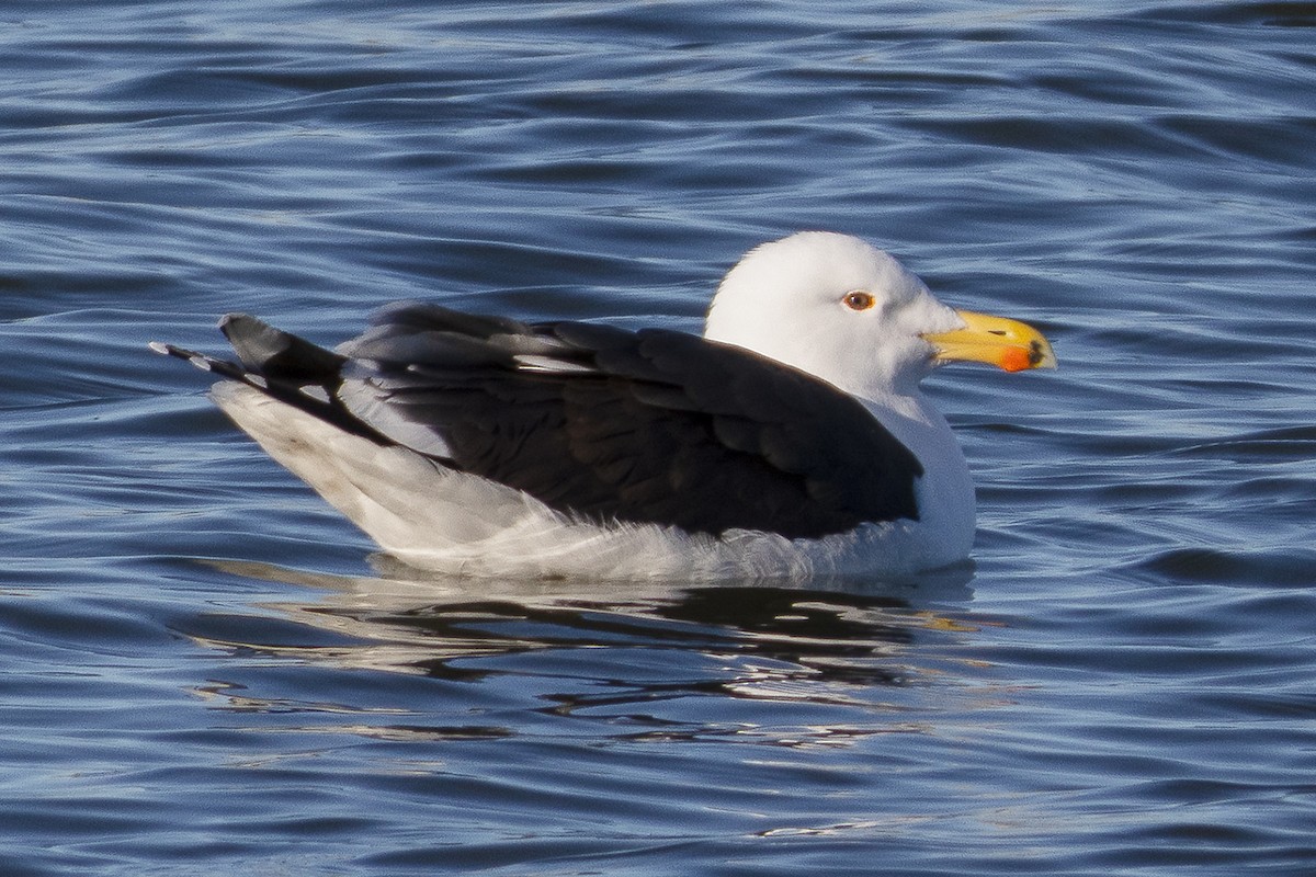 Great Black-backed Gull - ML615064397