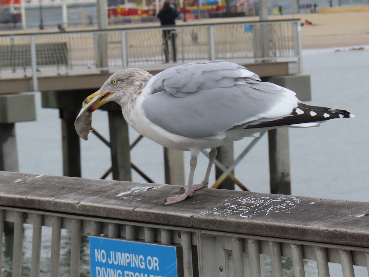 Herring Gull - ML615064415