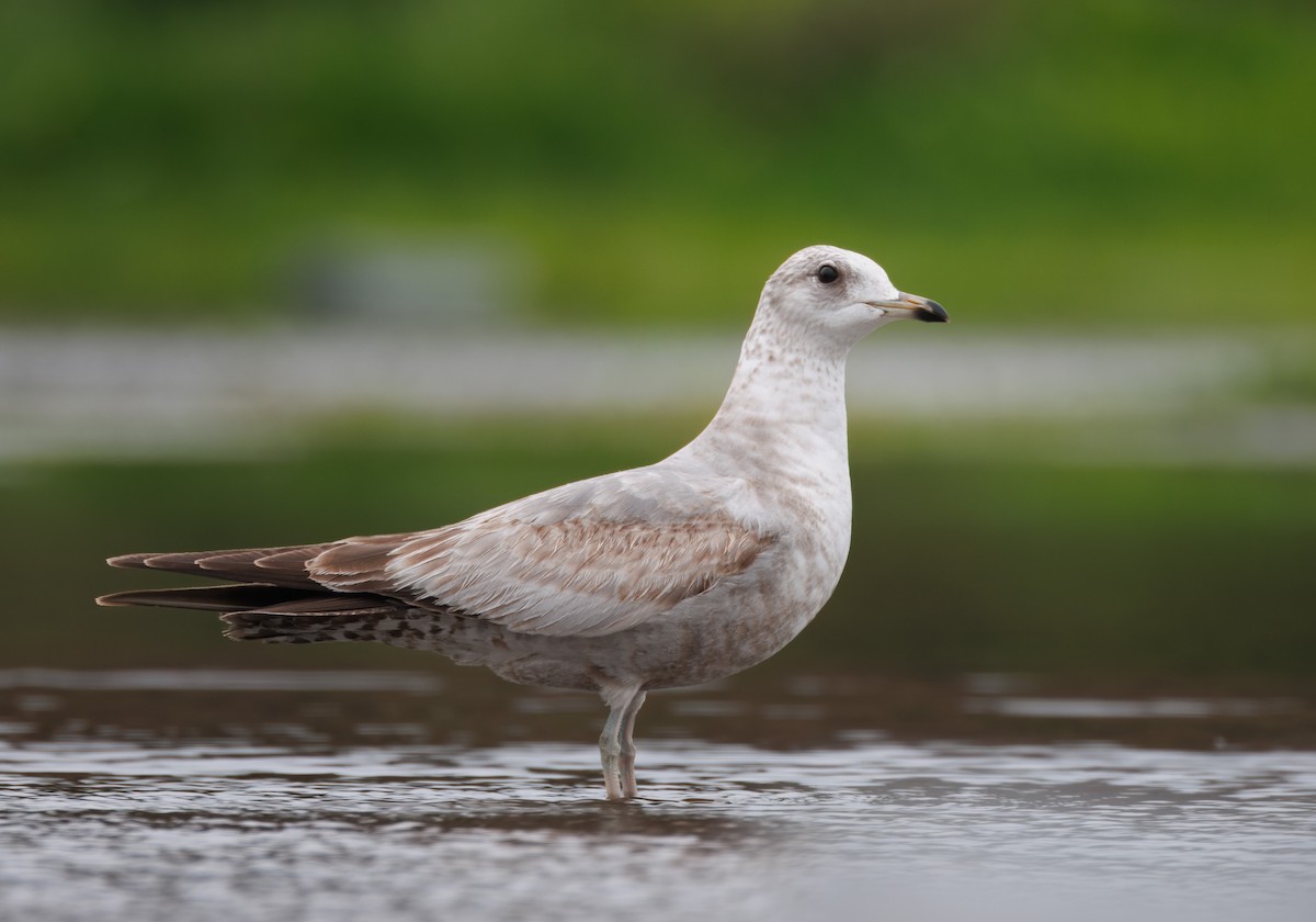 Short-billed Gull - John Callender