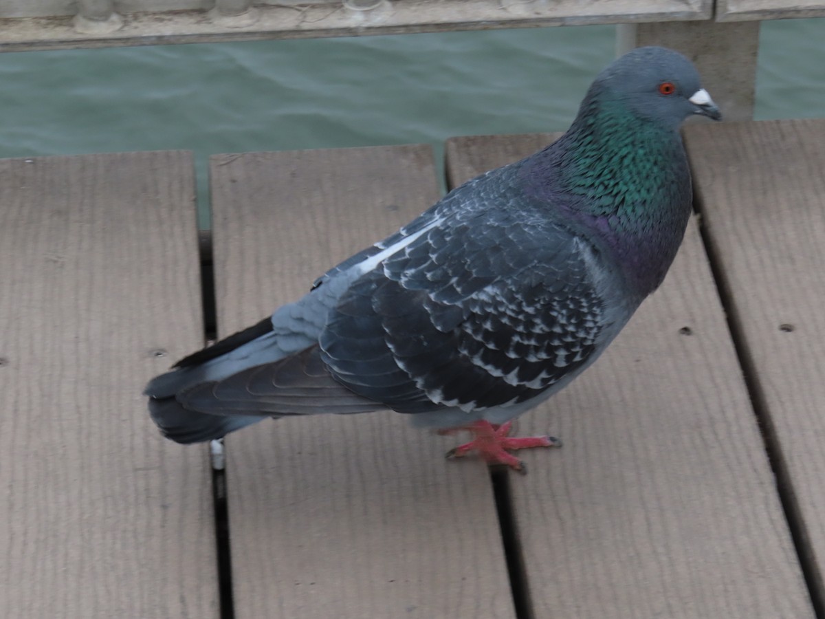 Rock Pigeon (Feral Pigeon) - ML615064446