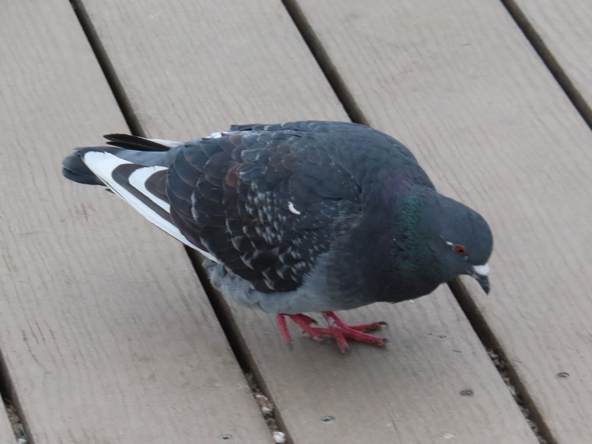 Rock Pigeon (Feral Pigeon) - ML615064447