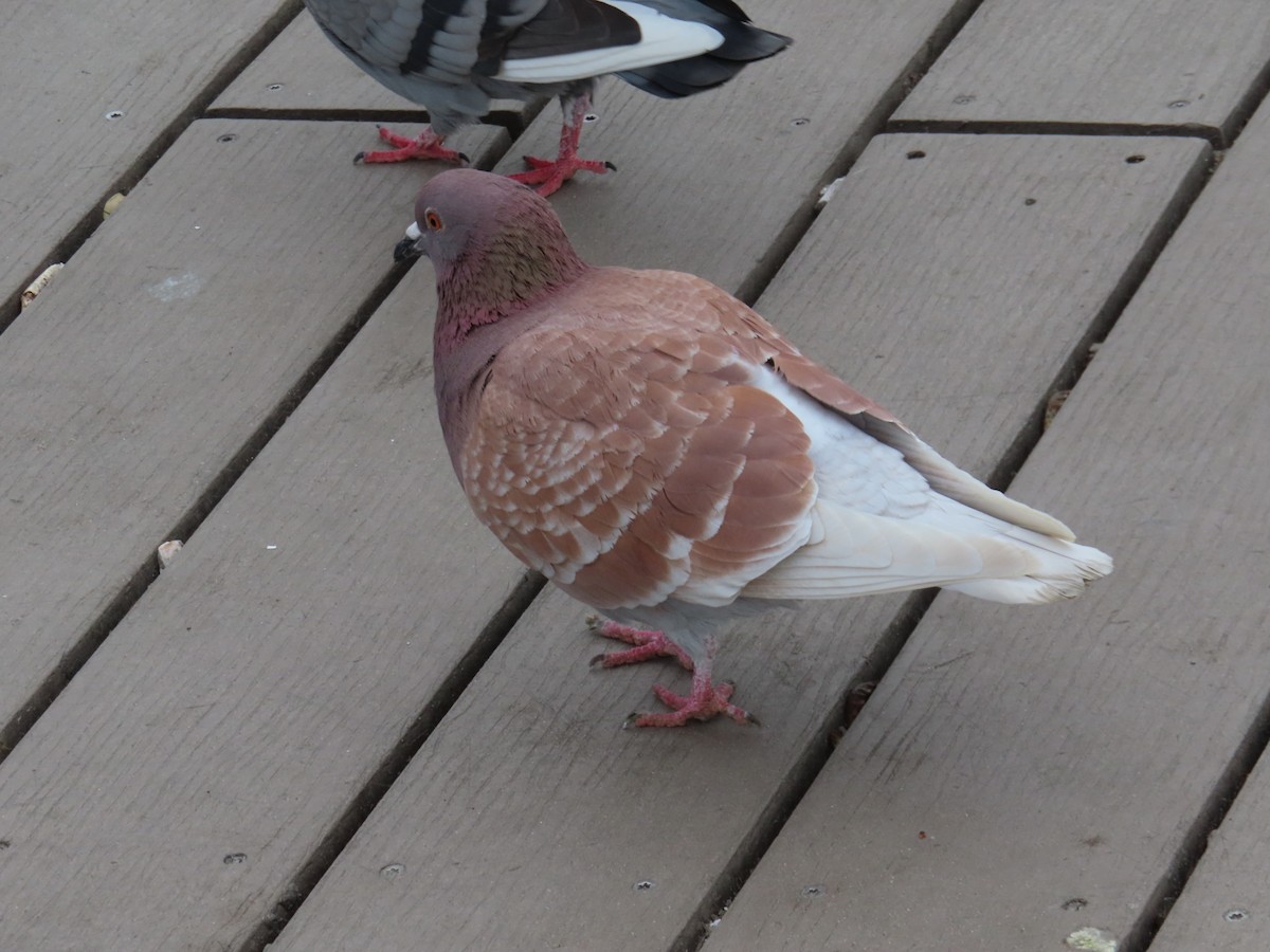 Rock Pigeon (Feral Pigeon) - ML615064448