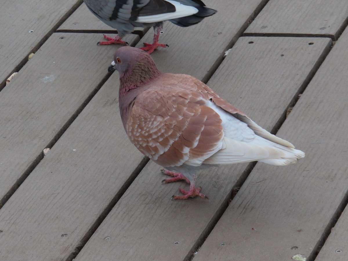 Rock Pigeon (Feral Pigeon) - Anonymous