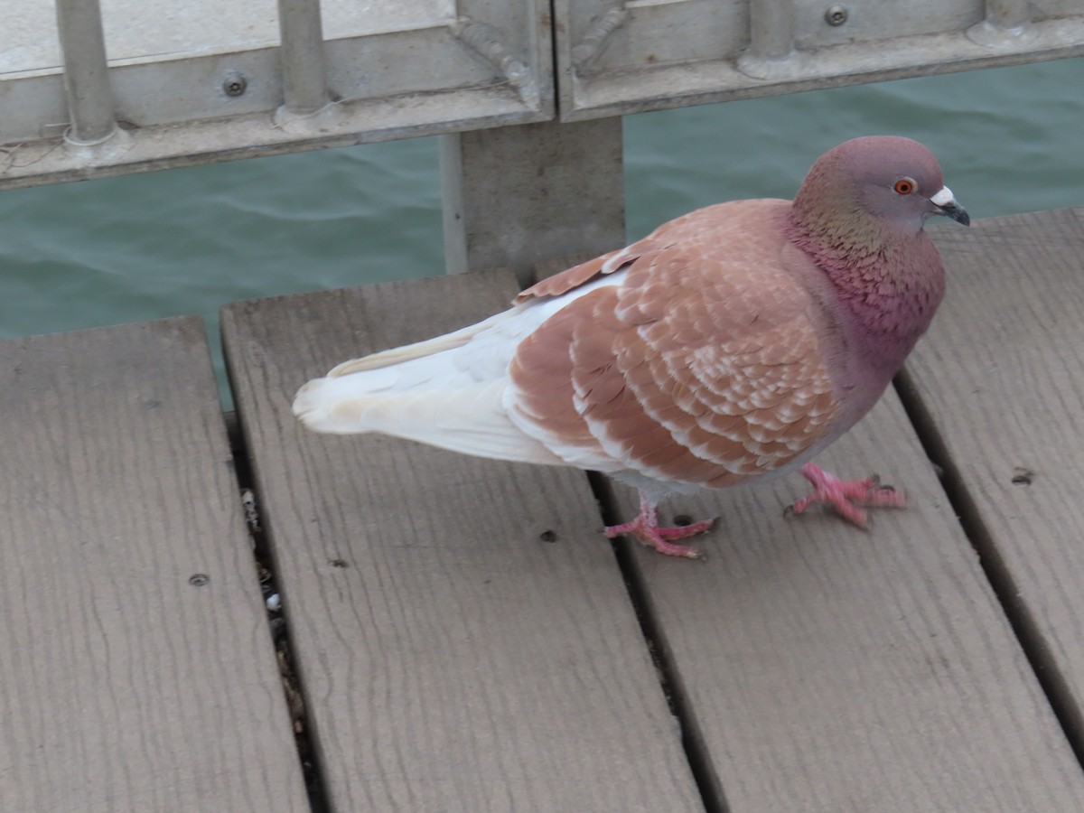 Rock Pigeon (Feral Pigeon) - ML615064449