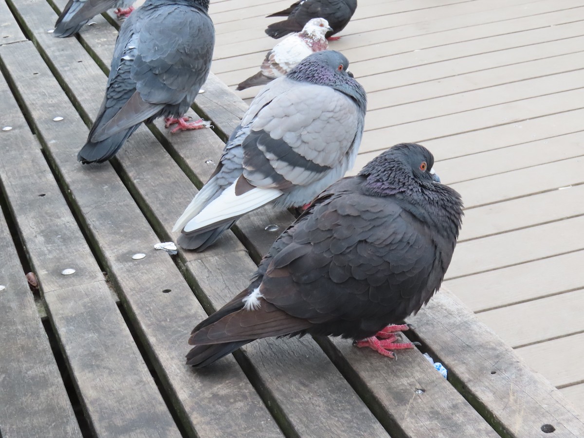 Rock Pigeon (Feral Pigeon) - ML615064450