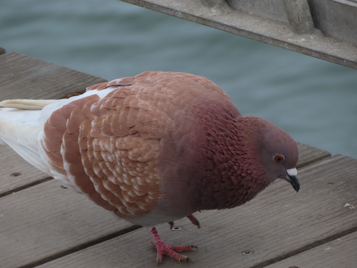 Rock Pigeon (Feral Pigeon) - ML615064451