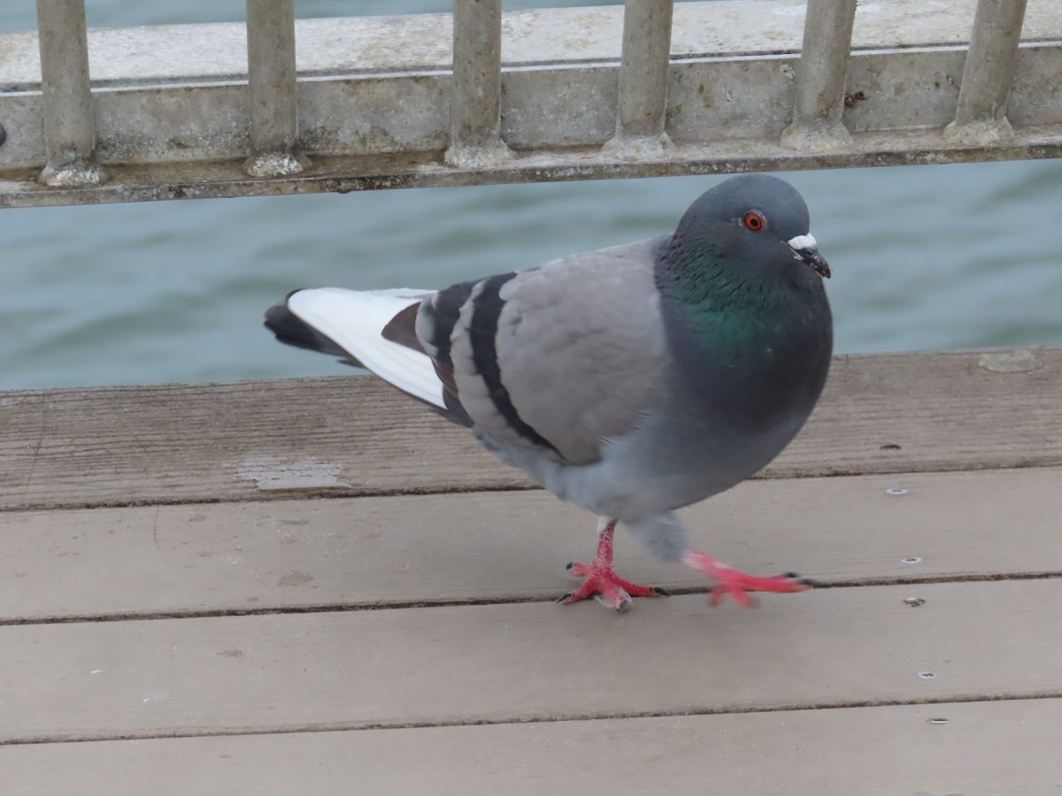 Rock Pigeon (Feral Pigeon) - ML615064452