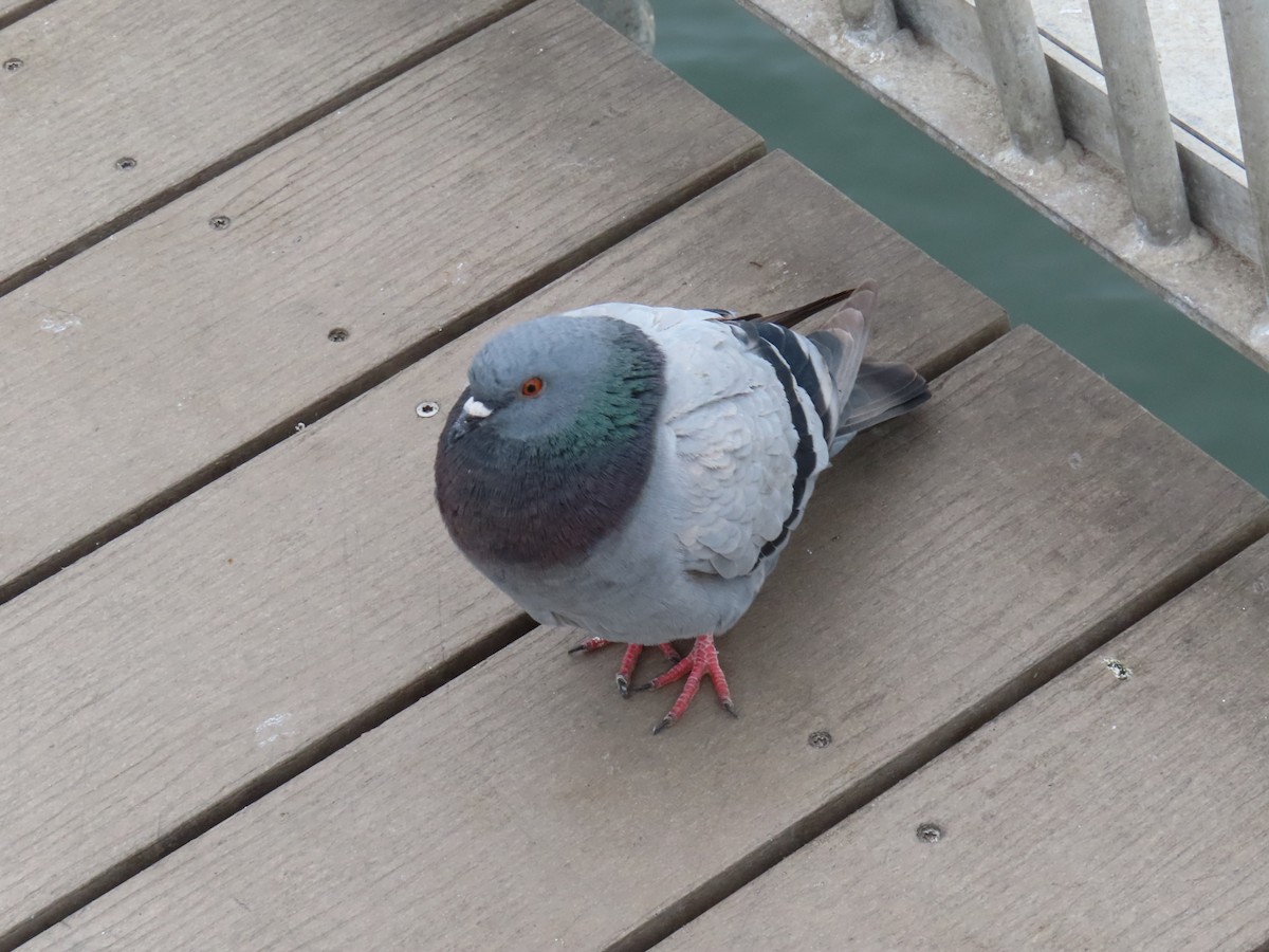 Rock Pigeon (Feral Pigeon) - ML615064453