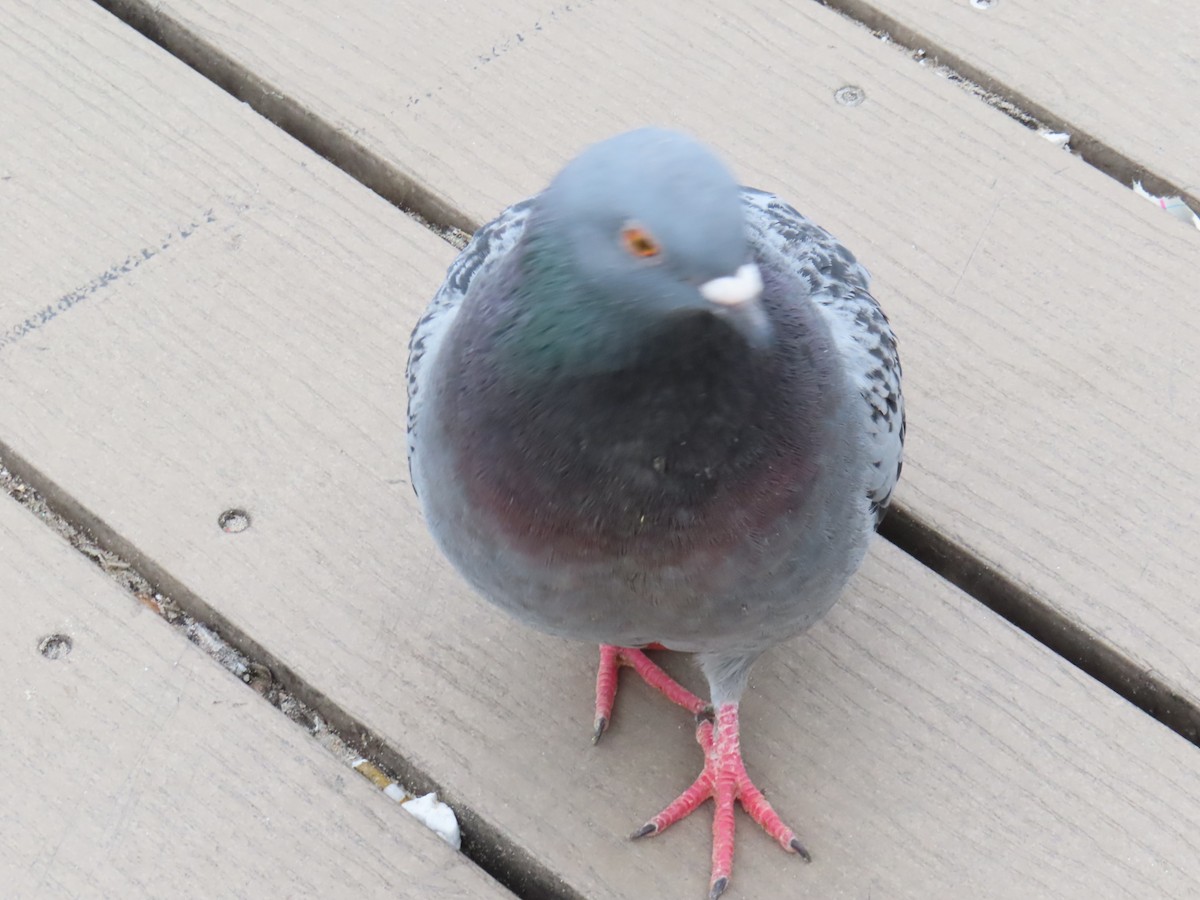 Rock Pigeon (Feral Pigeon) - ML615064454