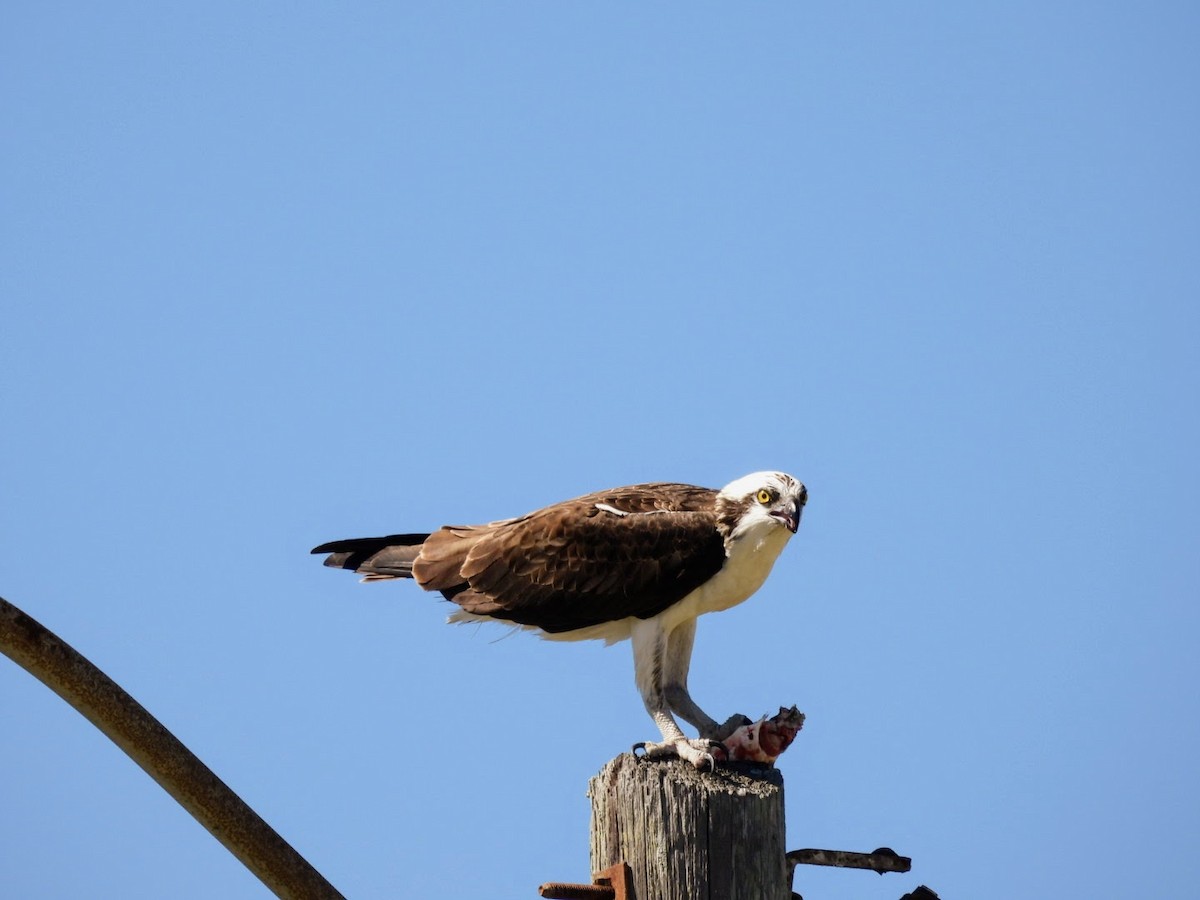 Osprey - patricia kuzma sell