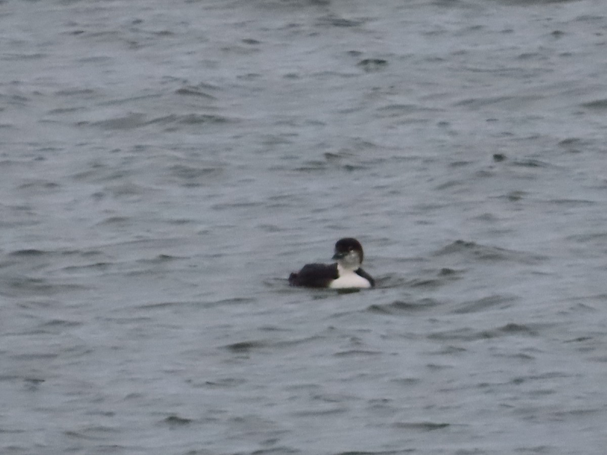 Common Loon - ML615064476