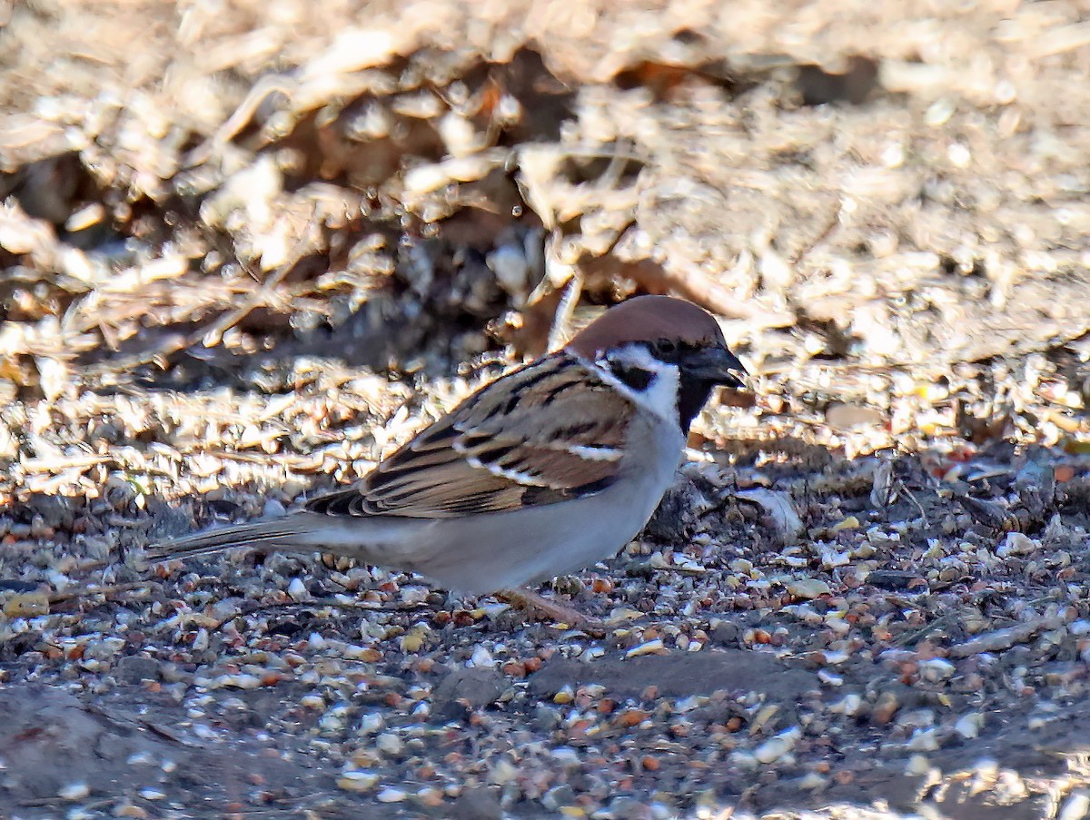 Eurasian Tree Sparrow - ML615064502