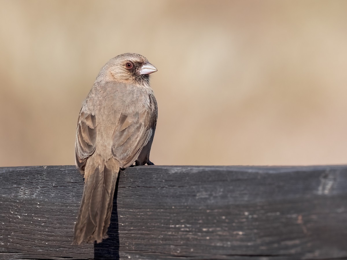 Abert's Towhee - ML615064521