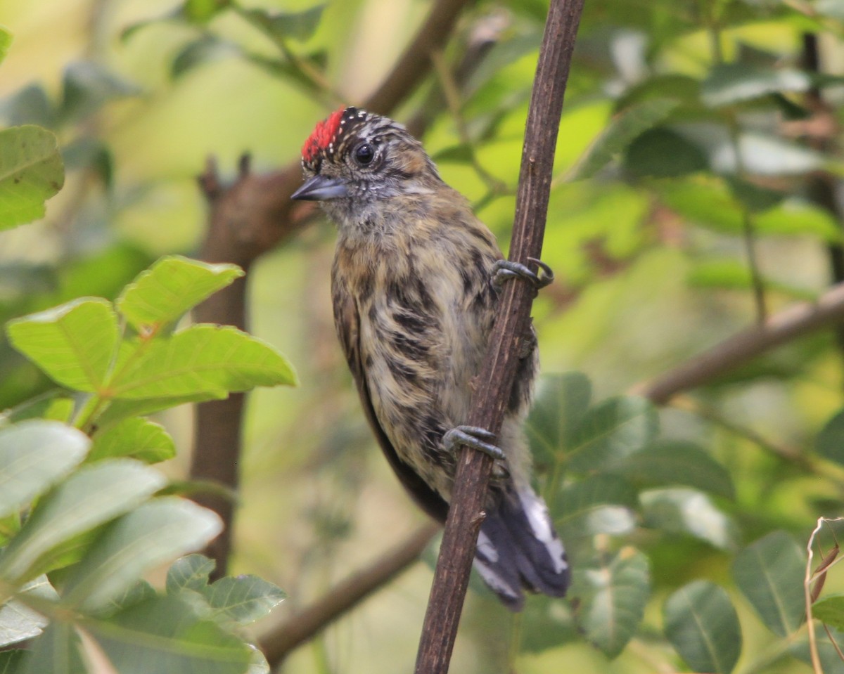 Mottled Piculet - ML615064540