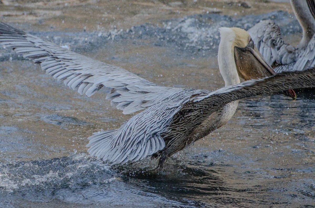 pelikán hnědý - ML615064547