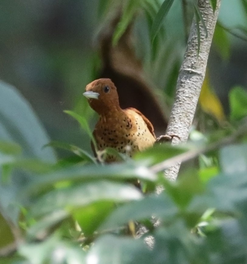 Cinnamon Woodpecker - ML615064579