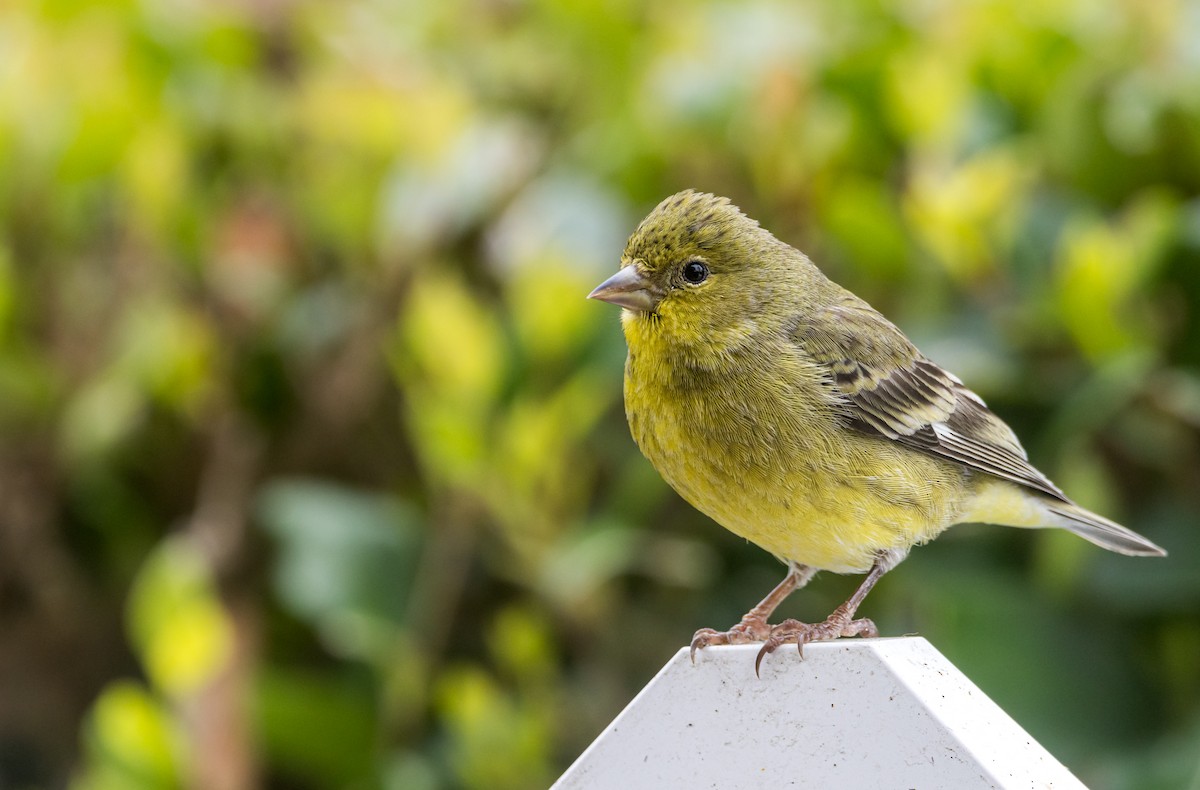 Lesser Goldfinch - ML615064588