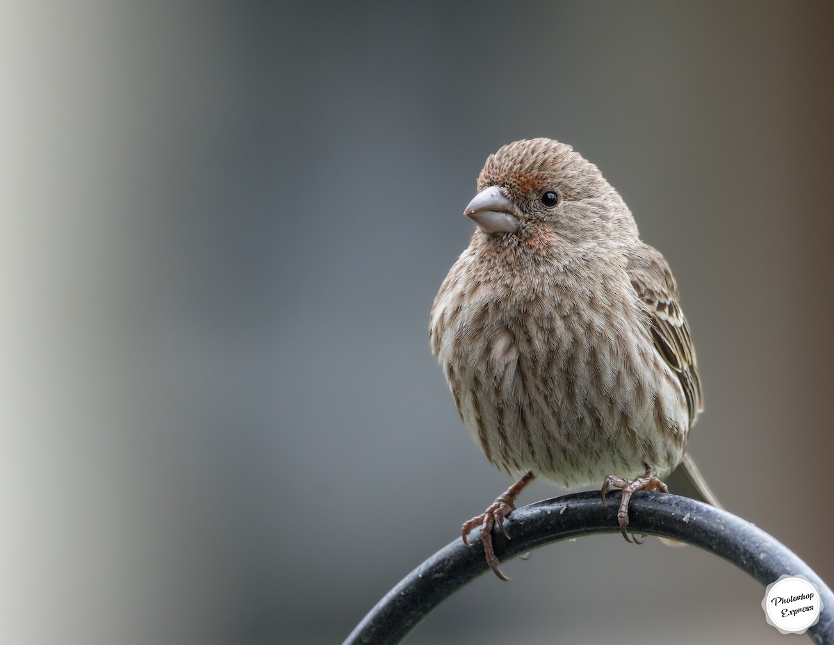 House Finch - ML615064593