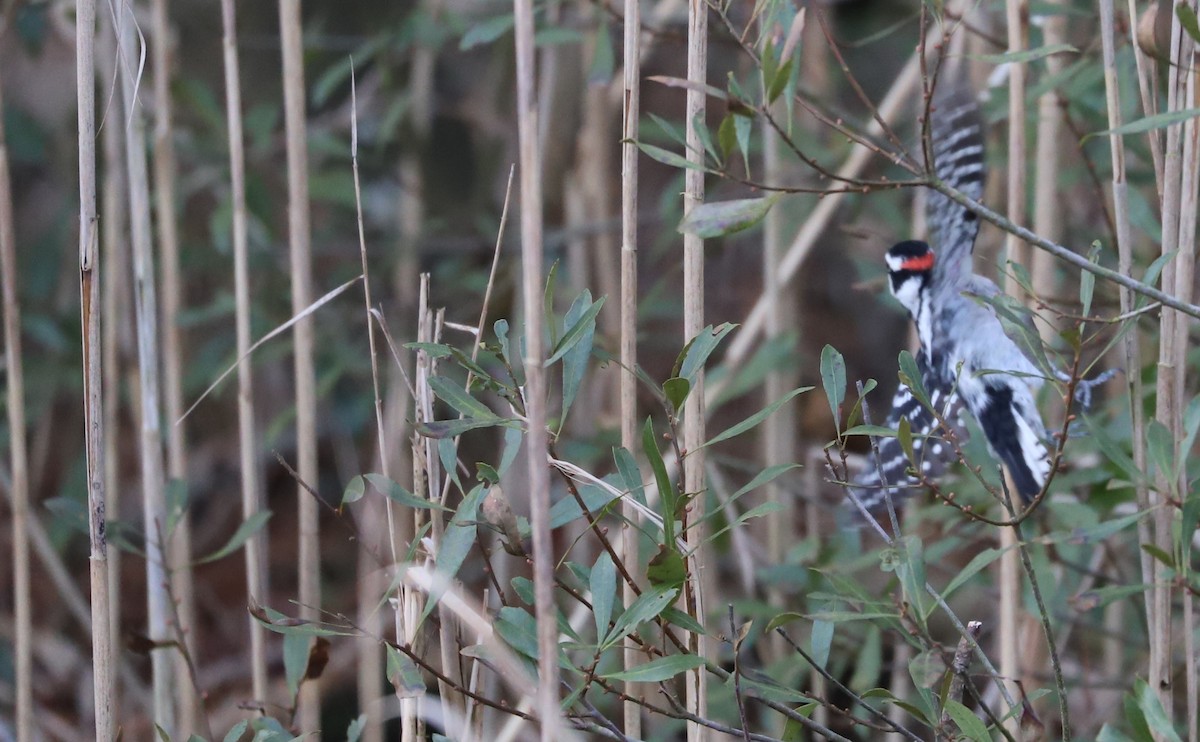 Downy Woodpecker (Eastern) - ML615064600