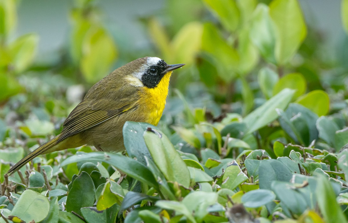 Common Yellowthroat - ML615064605