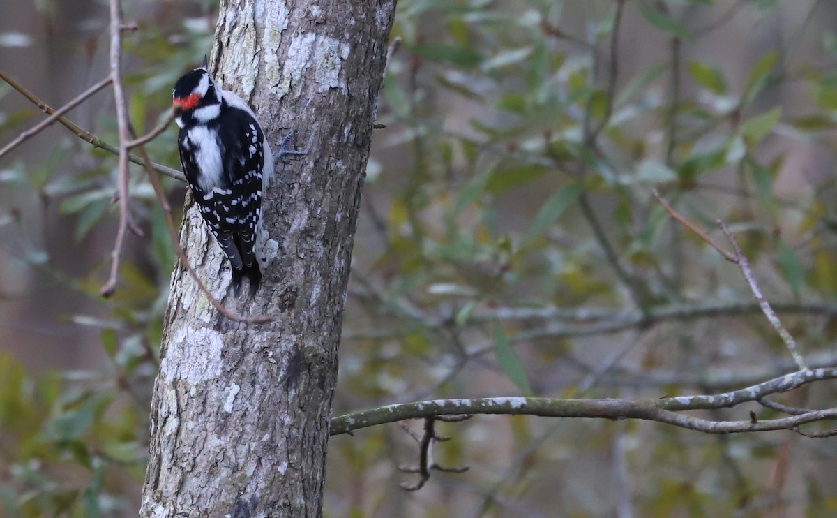 Downy Woodpecker (Eastern) - ML615064621