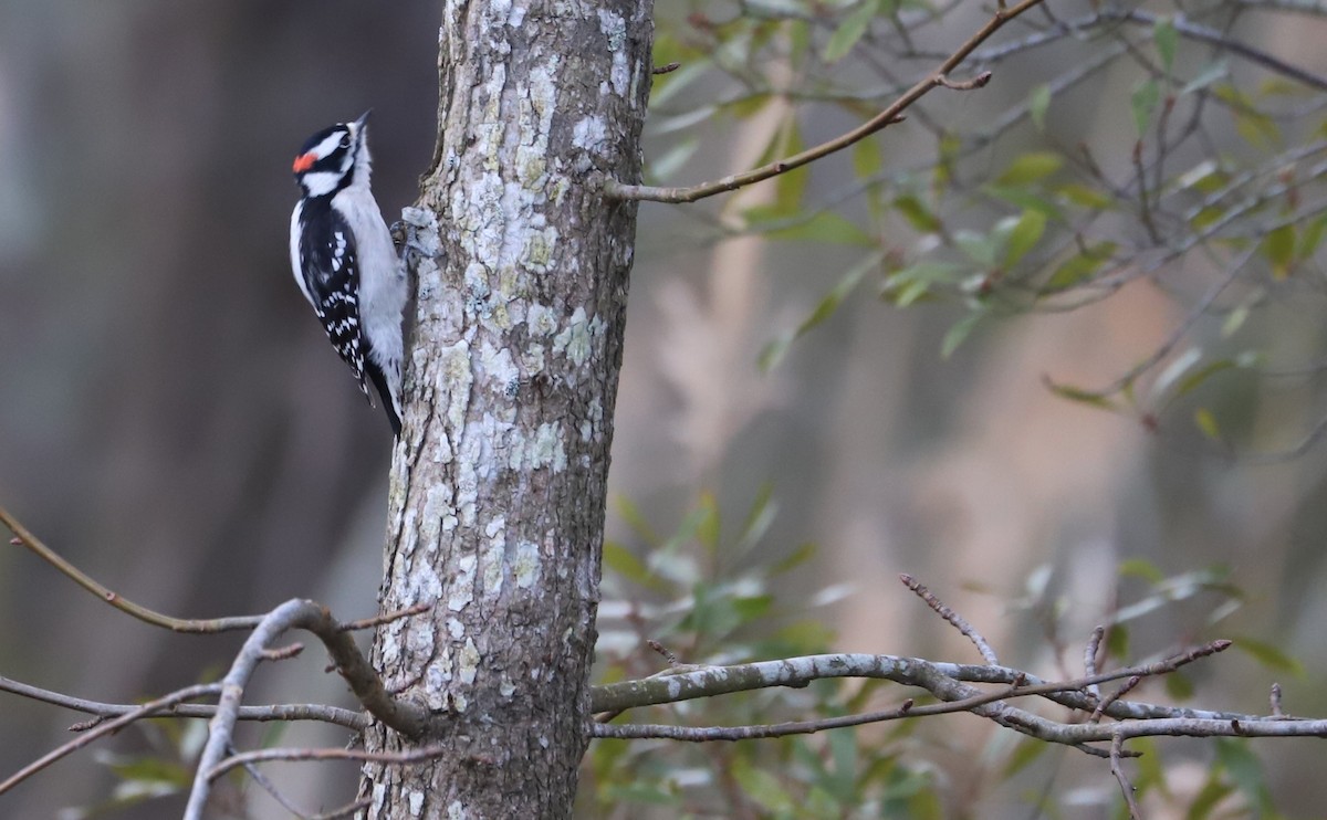 Downy Woodpecker (Eastern) - ML615064641