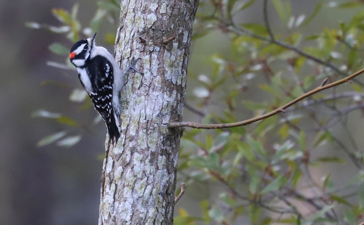 Downy Woodpecker (Eastern) - ML615064650