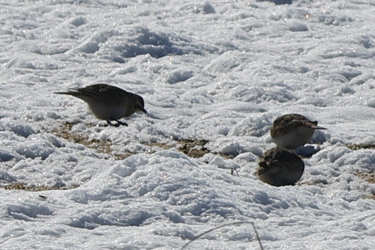 Horned Lark - ML615064660