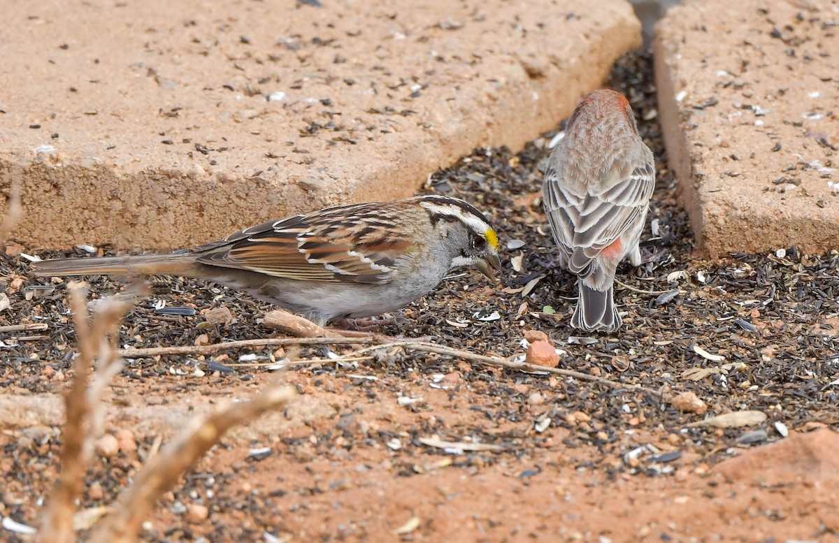 White-throated Sparrow - ML615064661