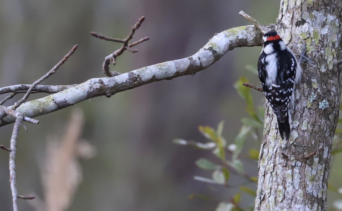 Downy Woodpecker (Eastern) - ML615064670