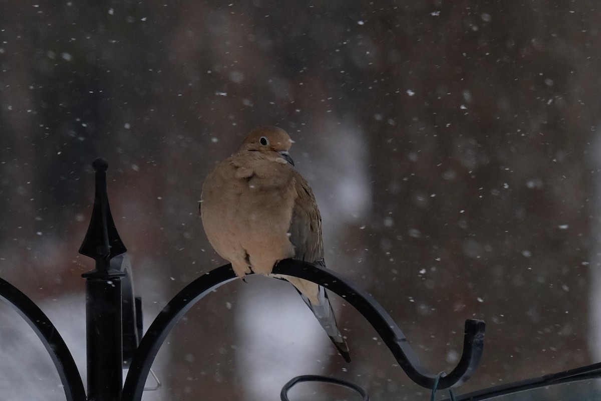 Mourning Dove - Anonymous