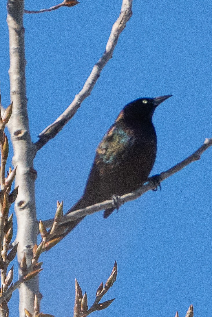 Common Grackle - Keith Lea