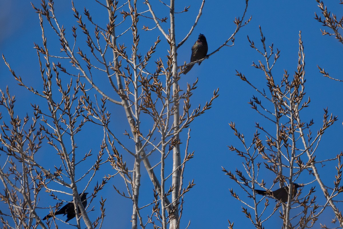 Common Grackle - ML615064675