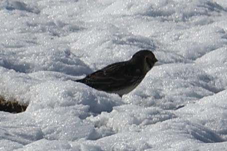 Lapland Longspur - ML615064679