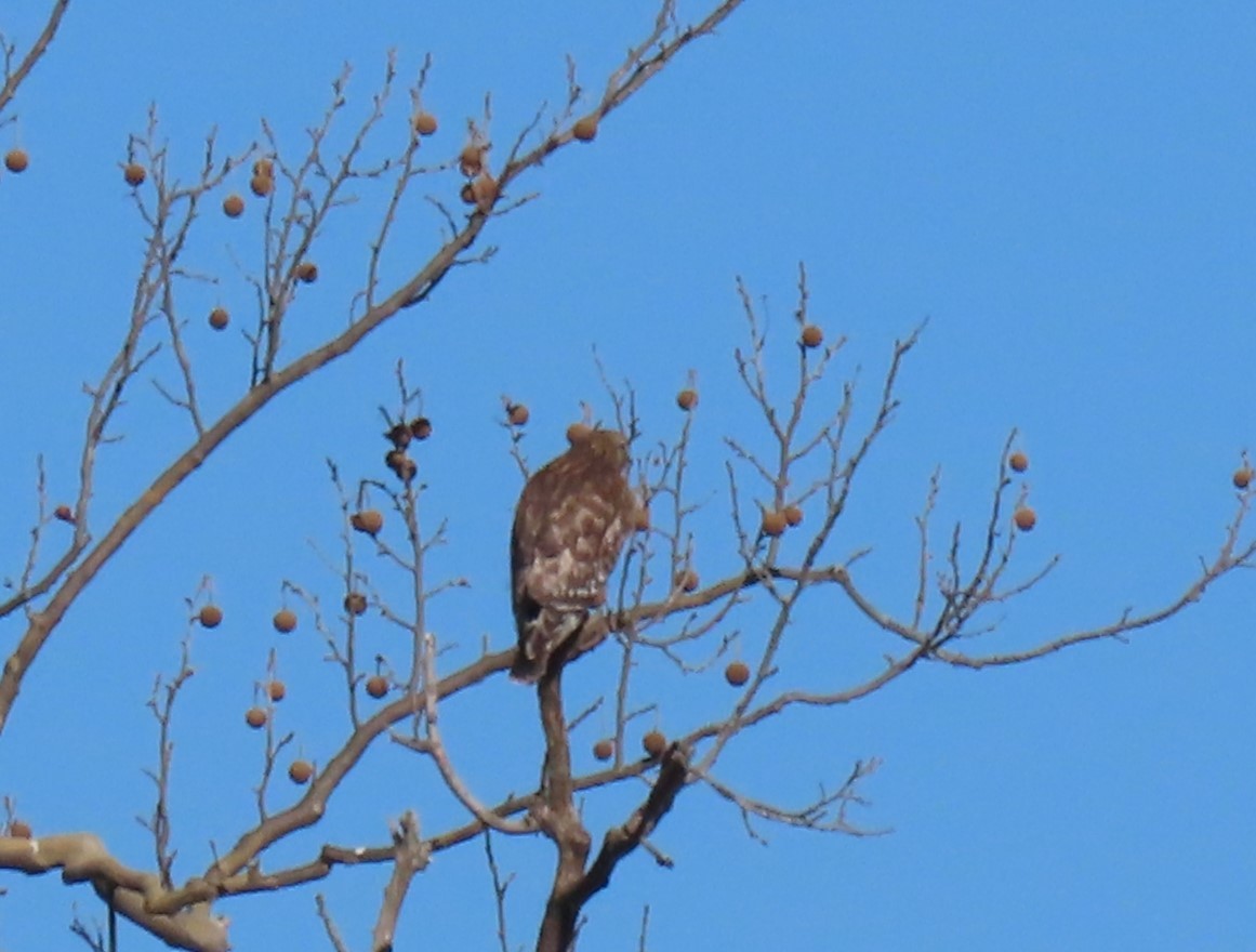 Red-shouldered Hawk - ML615064707