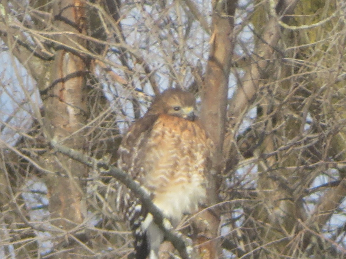 Red-shouldered Hawk - ML615064714