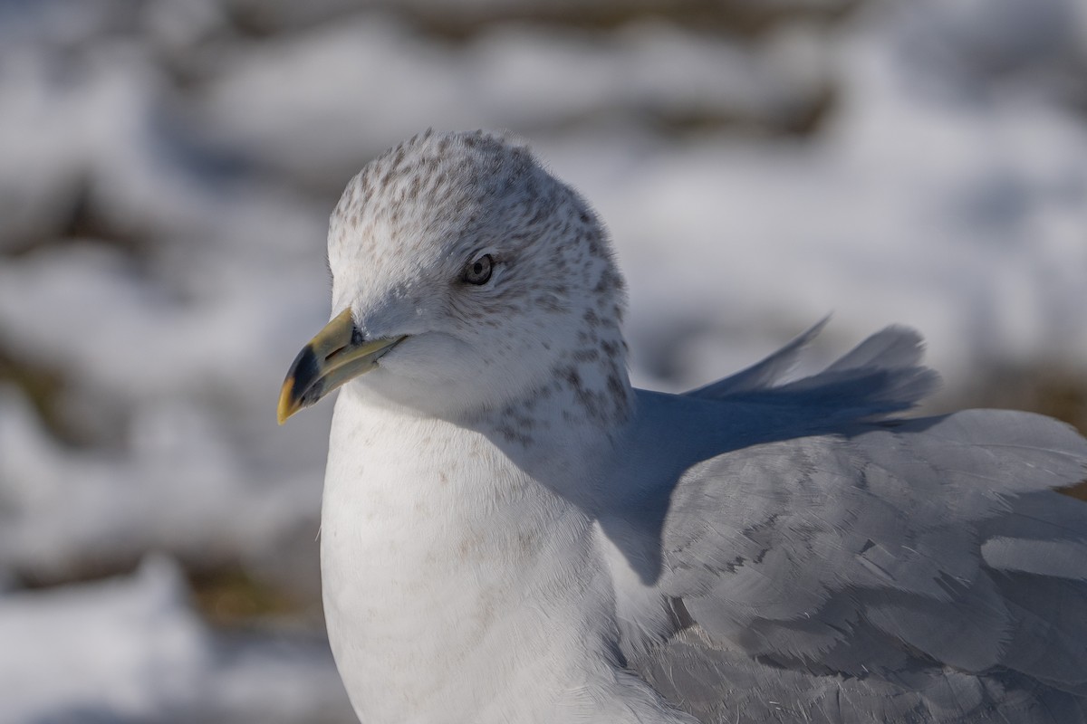 Ring-billed Gull - Keith Lea