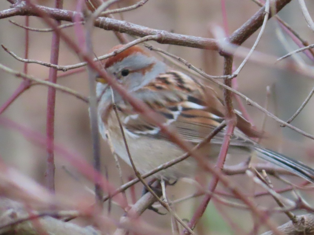 American Tree Sparrow - ML615064736