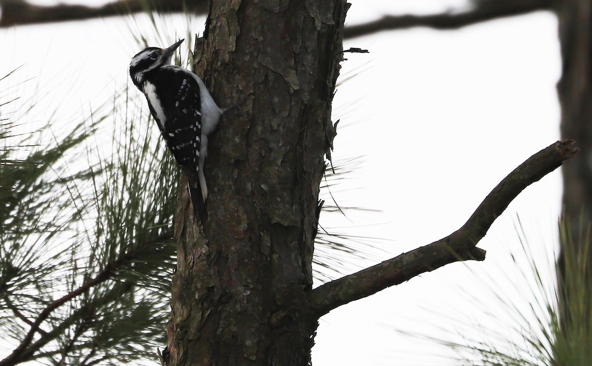 Hairy Woodpecker (Eastern) - Rob Bielawski