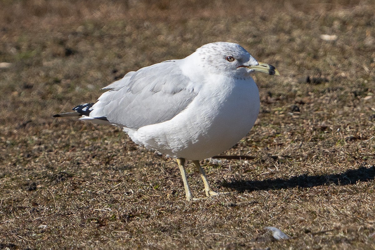 Ring-billed Gull - ML615064744